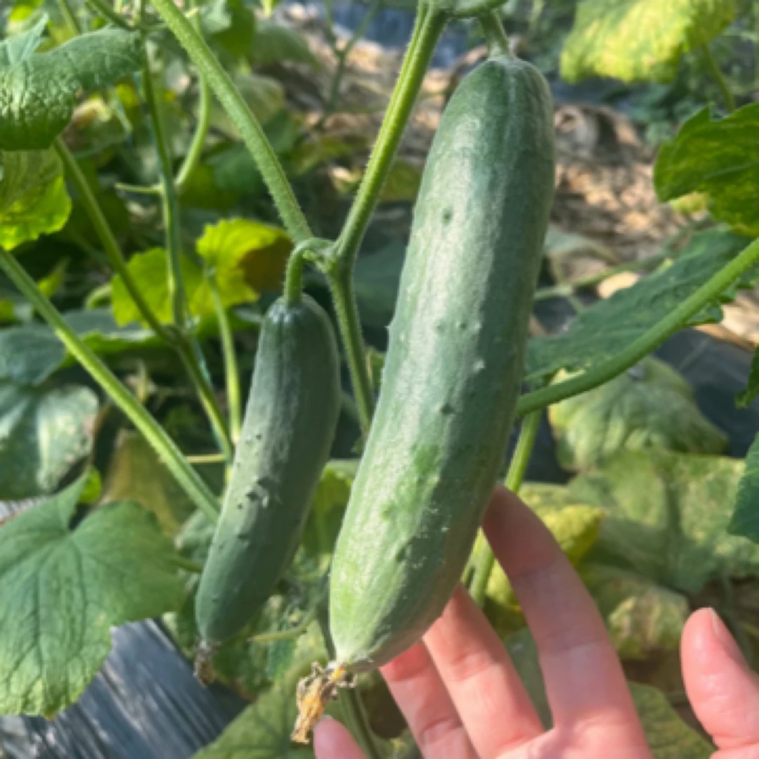 【顺丰包邮】现摘现发脆嫩鲁黄三黄瓜老品种水果黄瓜3斤黄瓜同城送黄瓜同城配