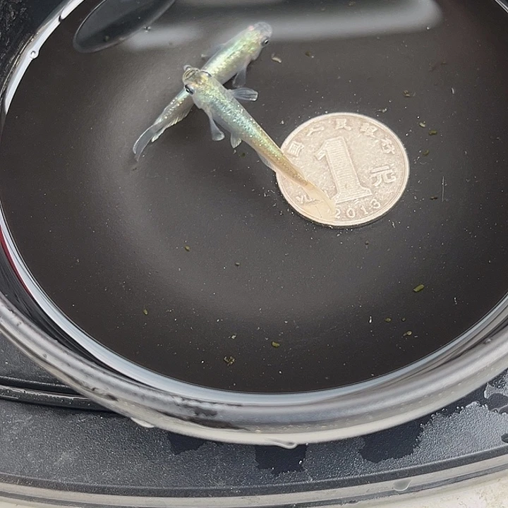 青鳉鱼祖母绿宽鳍2条75号