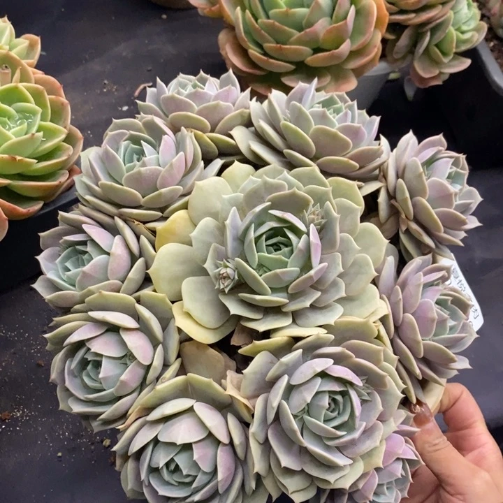 夏悦多肉1015-90露娜连杂