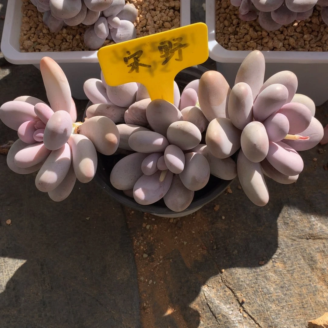 北***北奶酪8228282882828282