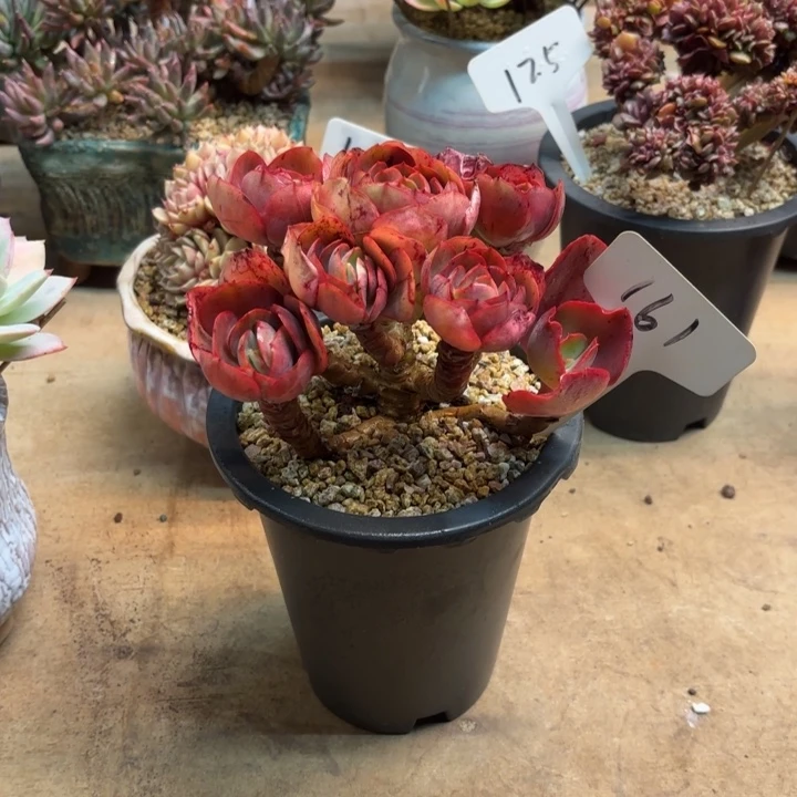 多肉植物，秀妍161号