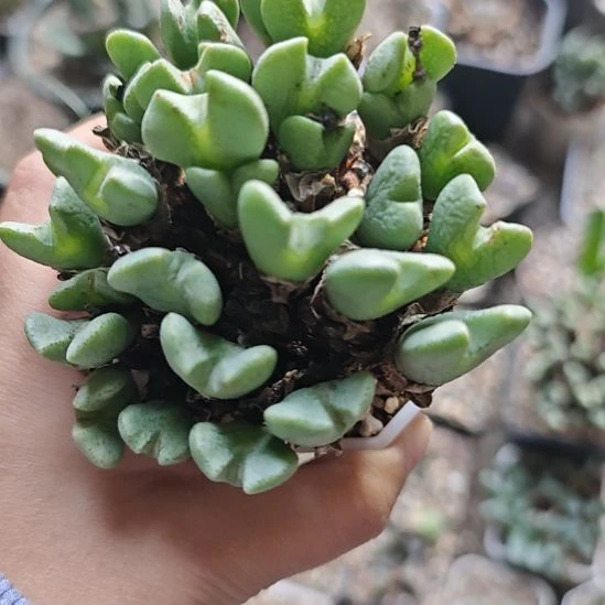 一物一拍，满盆少将！！