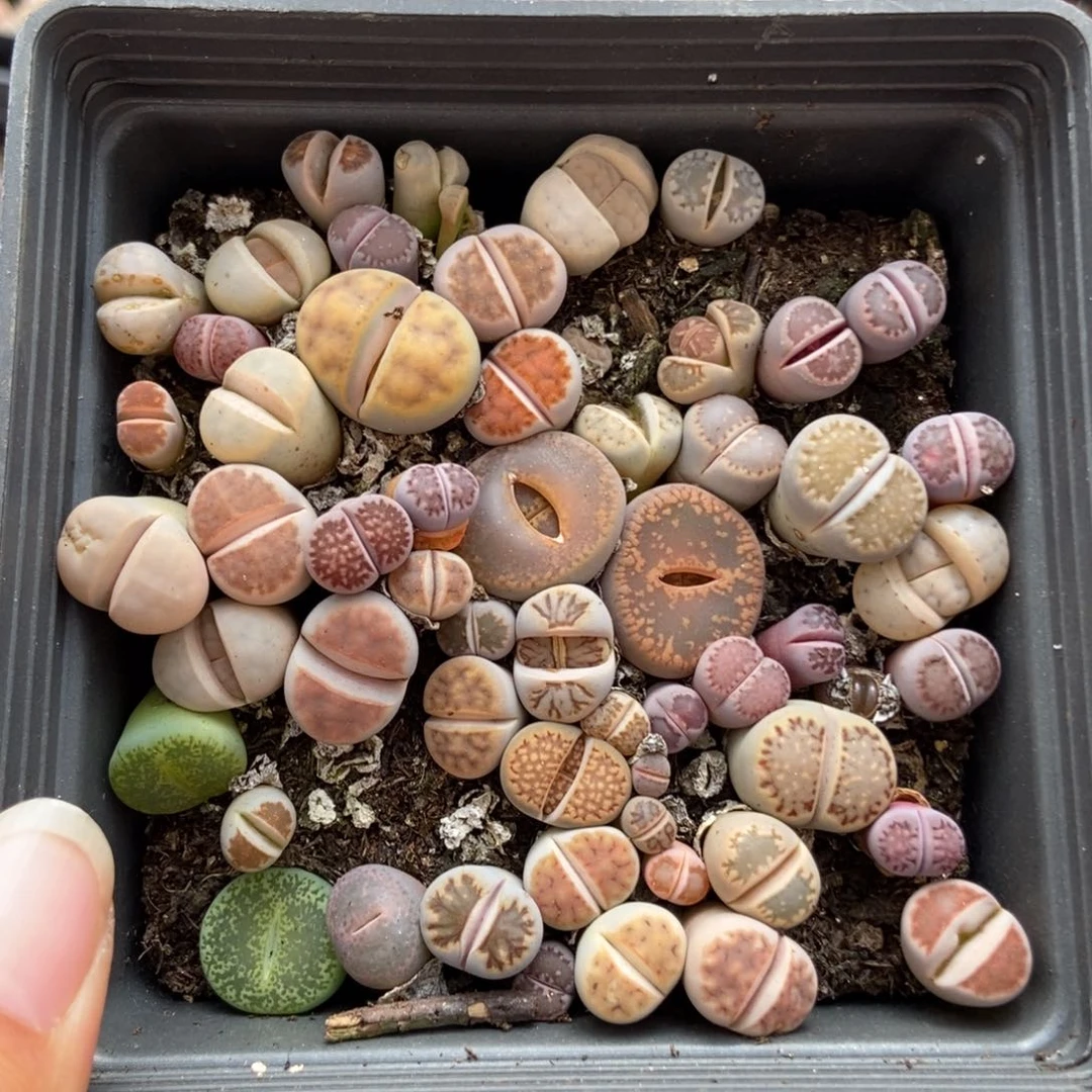 7488一盒十方混合有疤