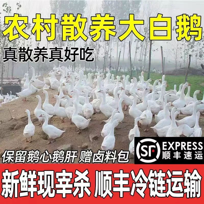 【请吃1只】农村散养大白鹅青年鹅带心肝净重9-10斤顺丰京东包邮
