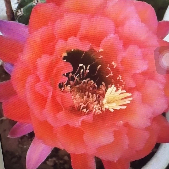xt 侧芽5公分左右毛花柱（20包邮）