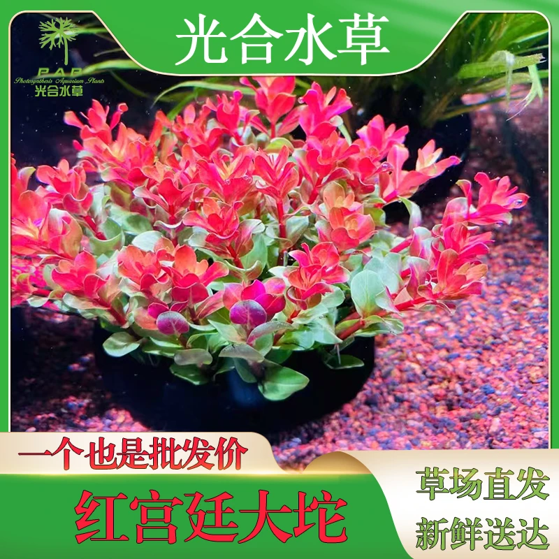 新加坡红宫廷水下叶大坨坨草鱼缸造景后景淡水阴性懒人新手水草