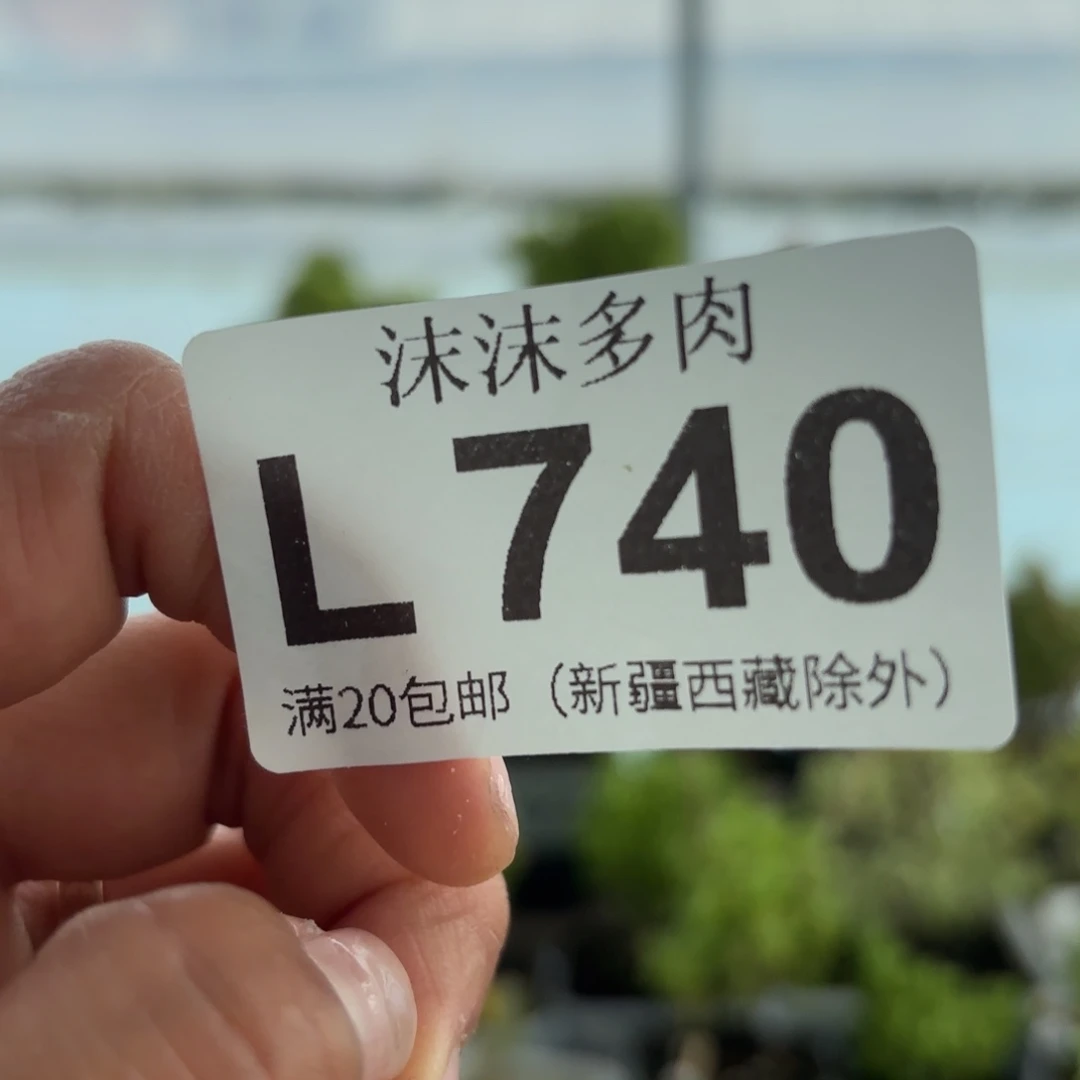 740盲拍枝干组合fuki