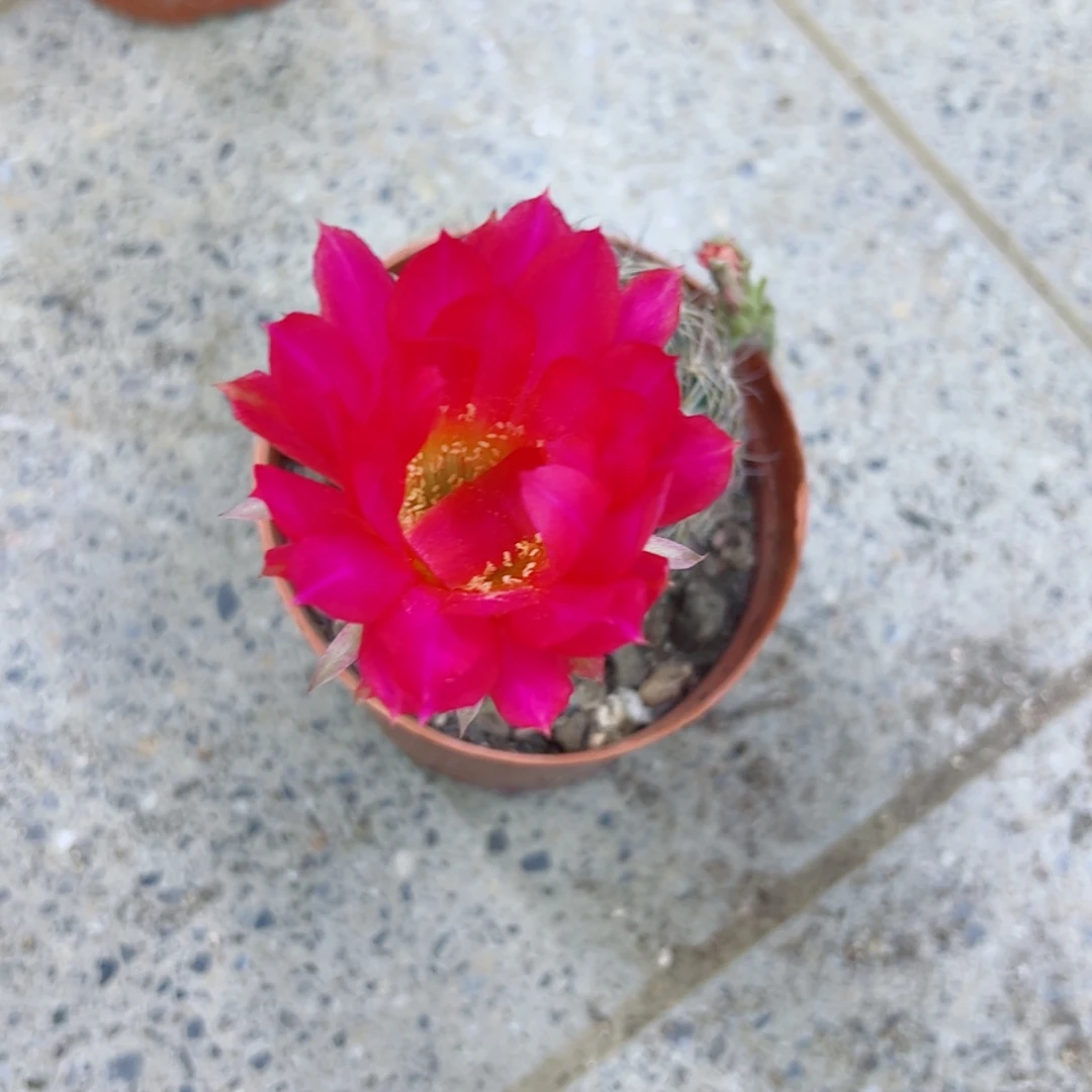 下115丽花根软4公分左右脱土掰花发货