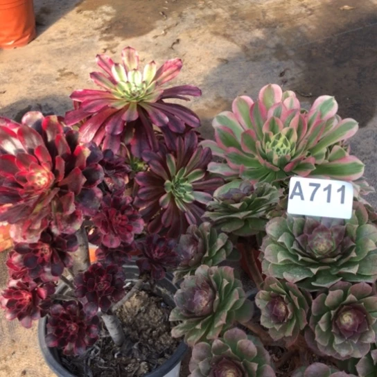 法师多肉植物殇*法师711