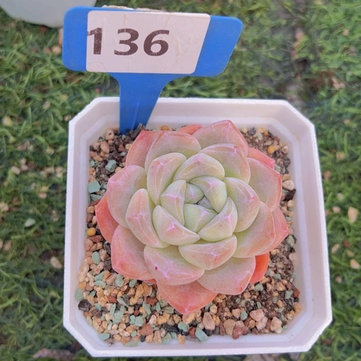 健健康康平平安安