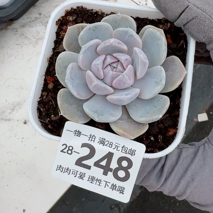 汉堡多肉无盆土发货