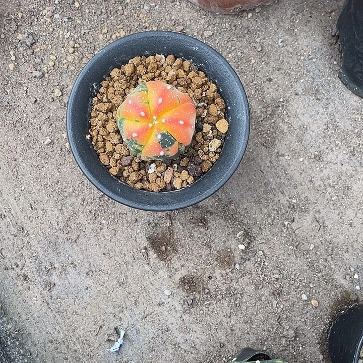 冰***º实生根兜锦仙人球一物一拍