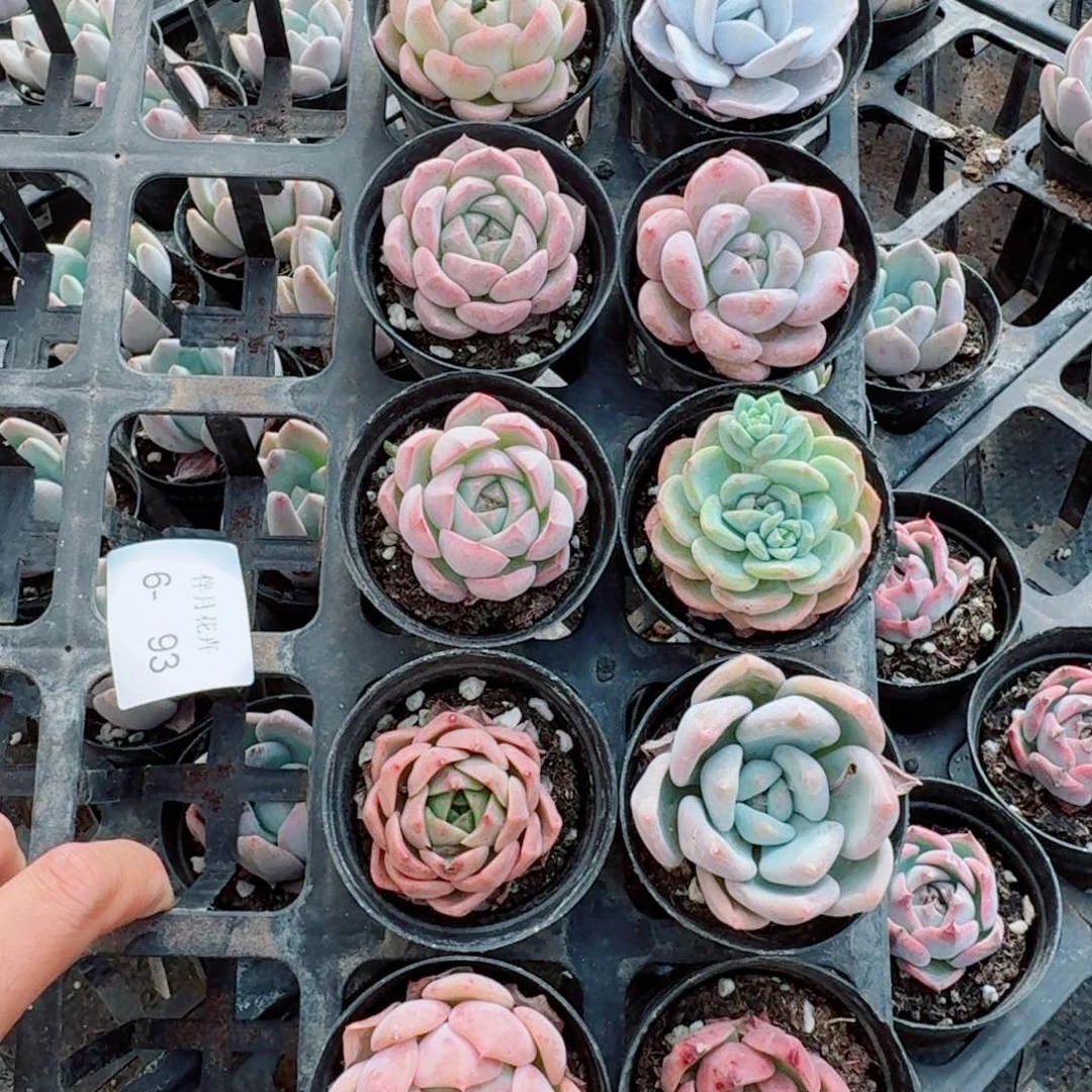 左九多肉杂交组合十棵量拍6-93