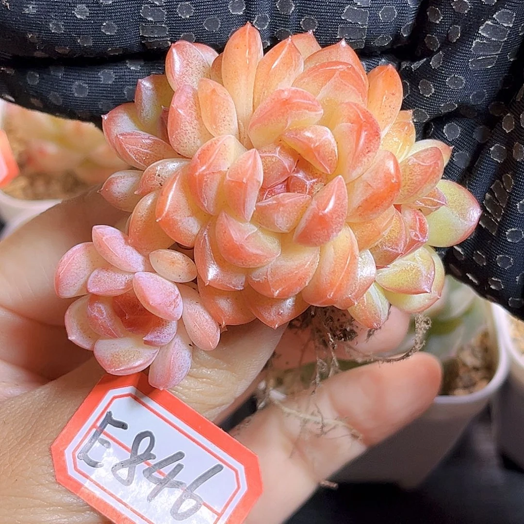 E846 一物一拍 琴心群