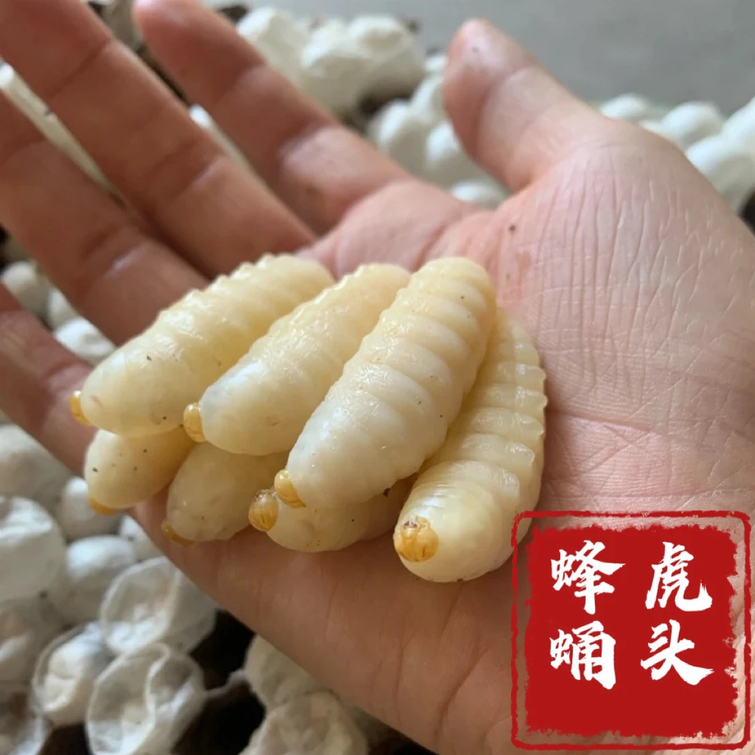 云南特产冰冻虎头蜂顺丰冷链包邮送到家