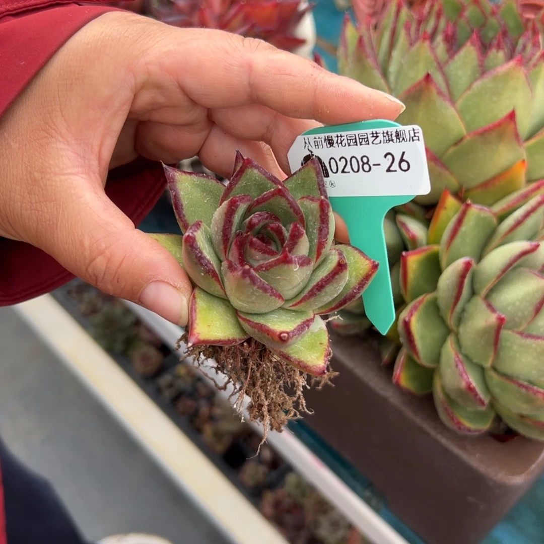 多肉一物一拍编号0208-26