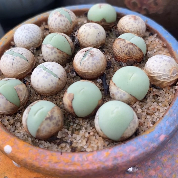 1厘米左右鸽子蛋1颗