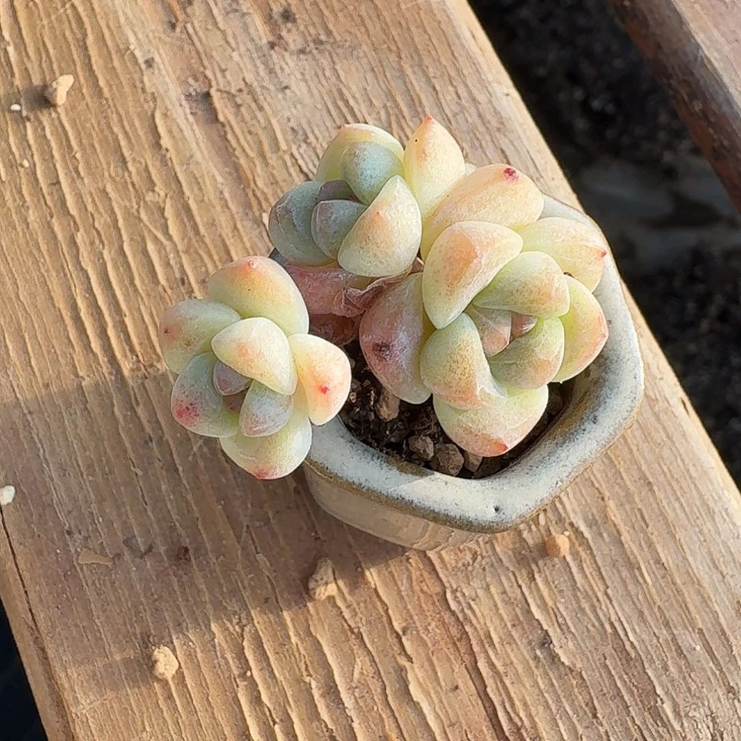 野***人野人专拍带盆小板板冰玉