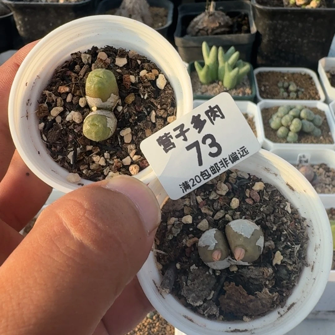 方烧带盆土。