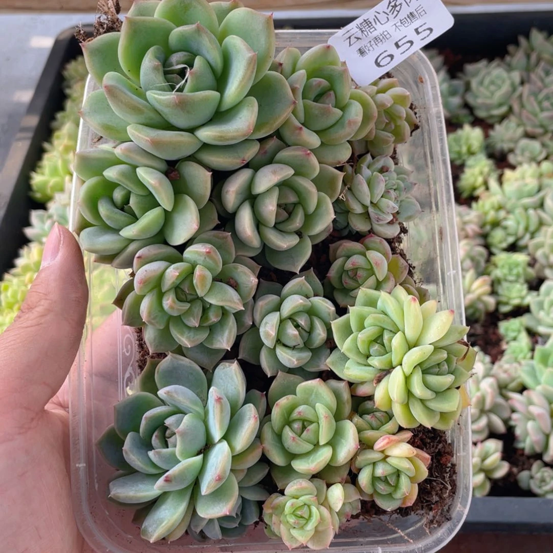 云糖心多肉植物655