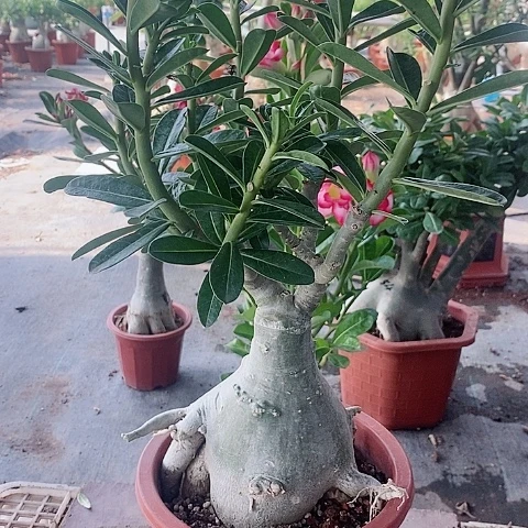 【闪购商品】无花朵荣
