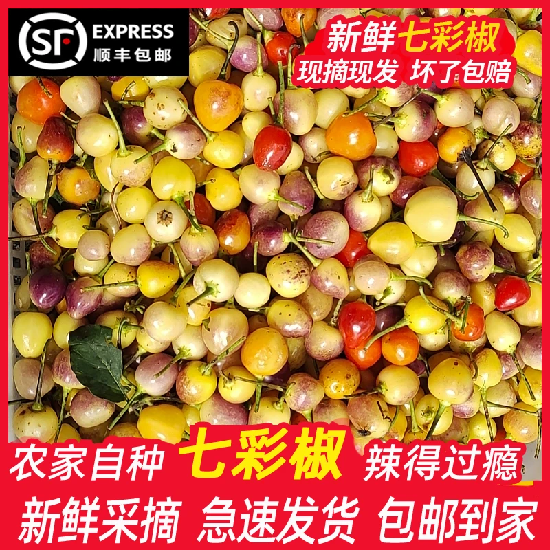 七彩椒新鲜辣椒 五彩椒 可腌制【包邮】米椒泡椒樱桃灯笼椒现摘