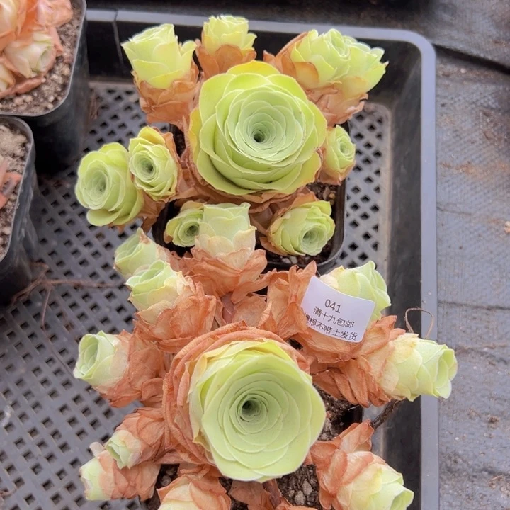 041 裸根不带土发货不包损