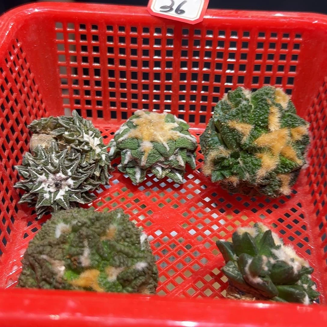 36号一筐酸菜牡丹福利