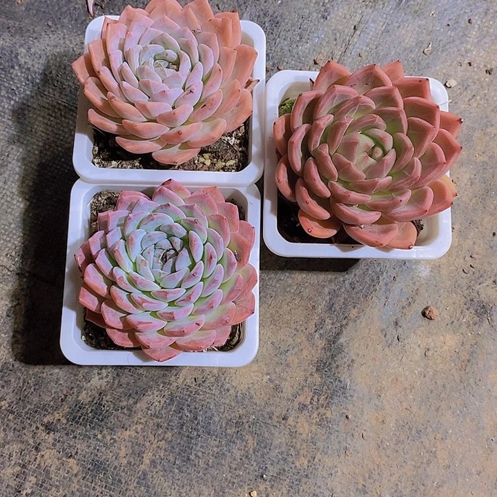 栀***子多肉植物三个单头