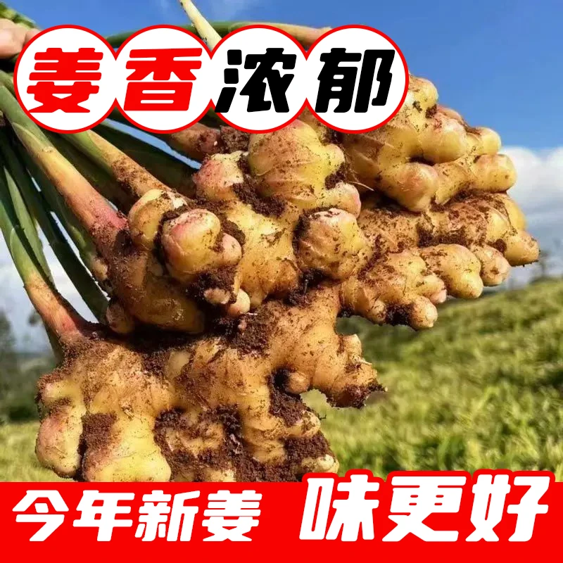 【5斤新姜巨划算】贵州小黄姜生姜高山老姜土姜月子姜小黄姜现发