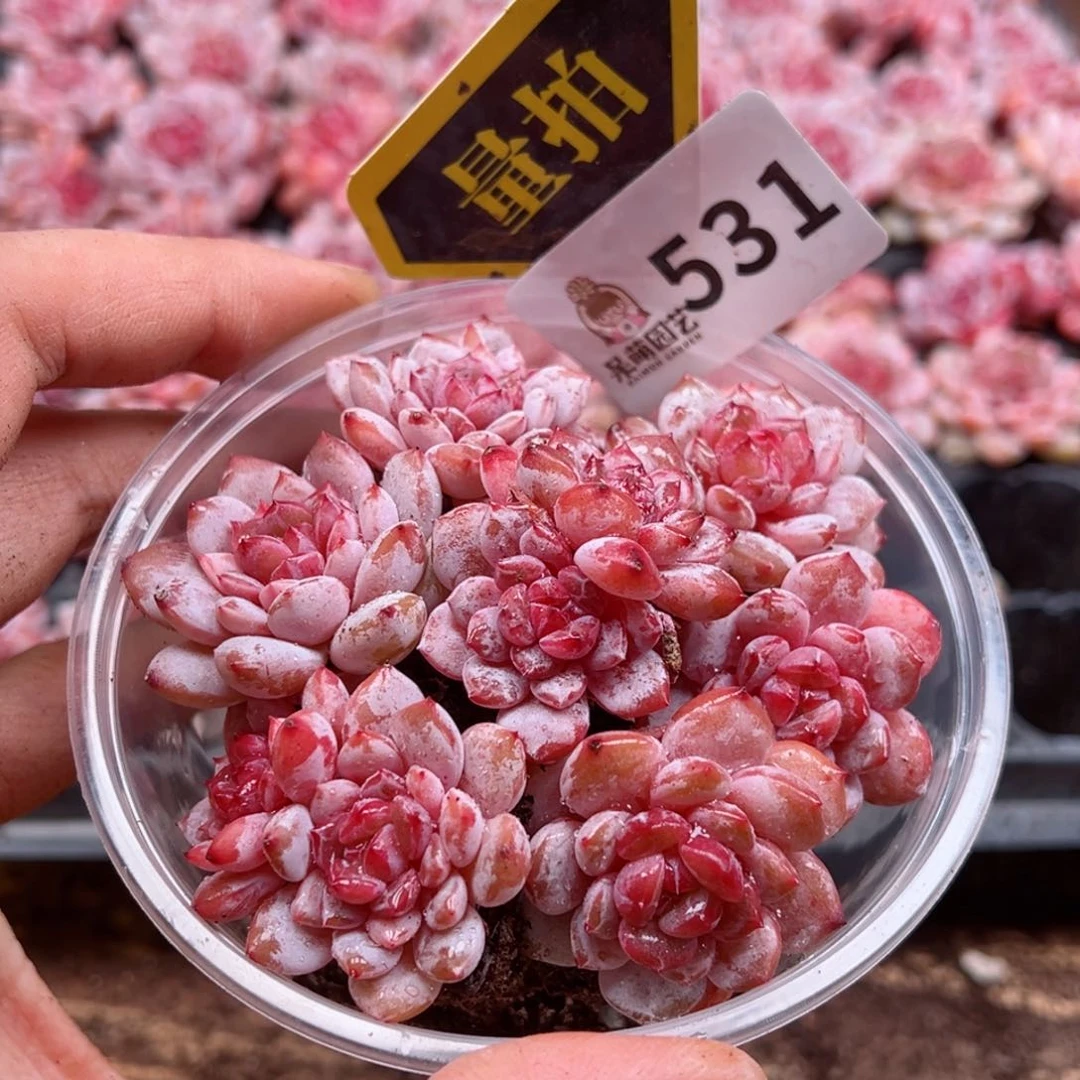 多肉植物多肉植物y