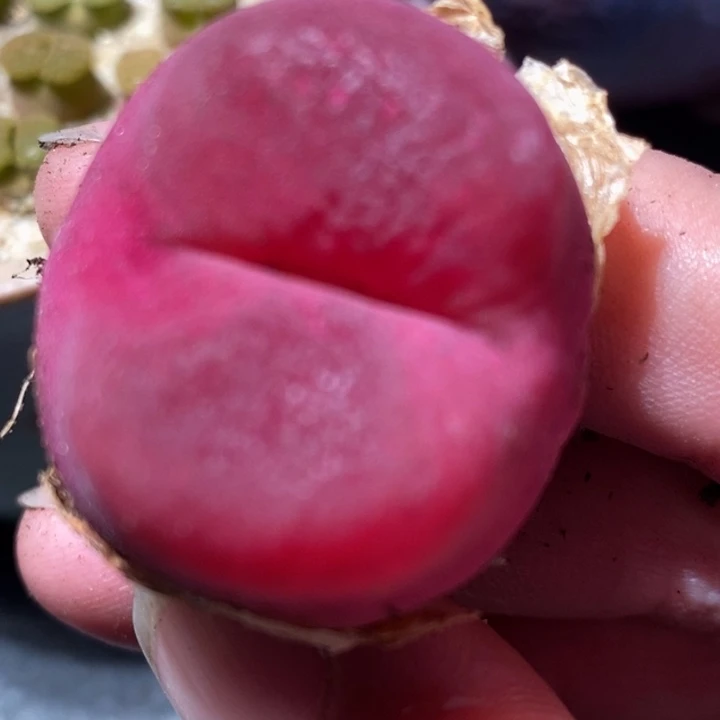 437一颗一颗一颗