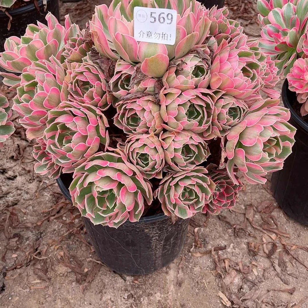 无花朵多肉植物569