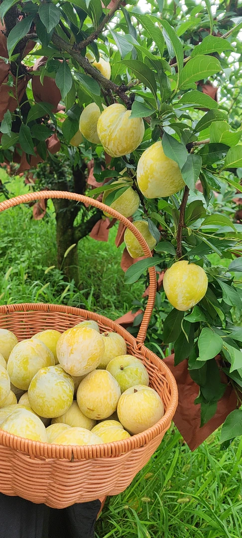 连州黄金奈李当季水果新鲜现摘发货