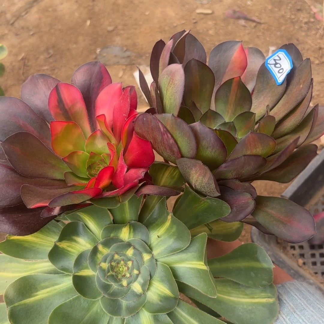 组合3颗福利3001