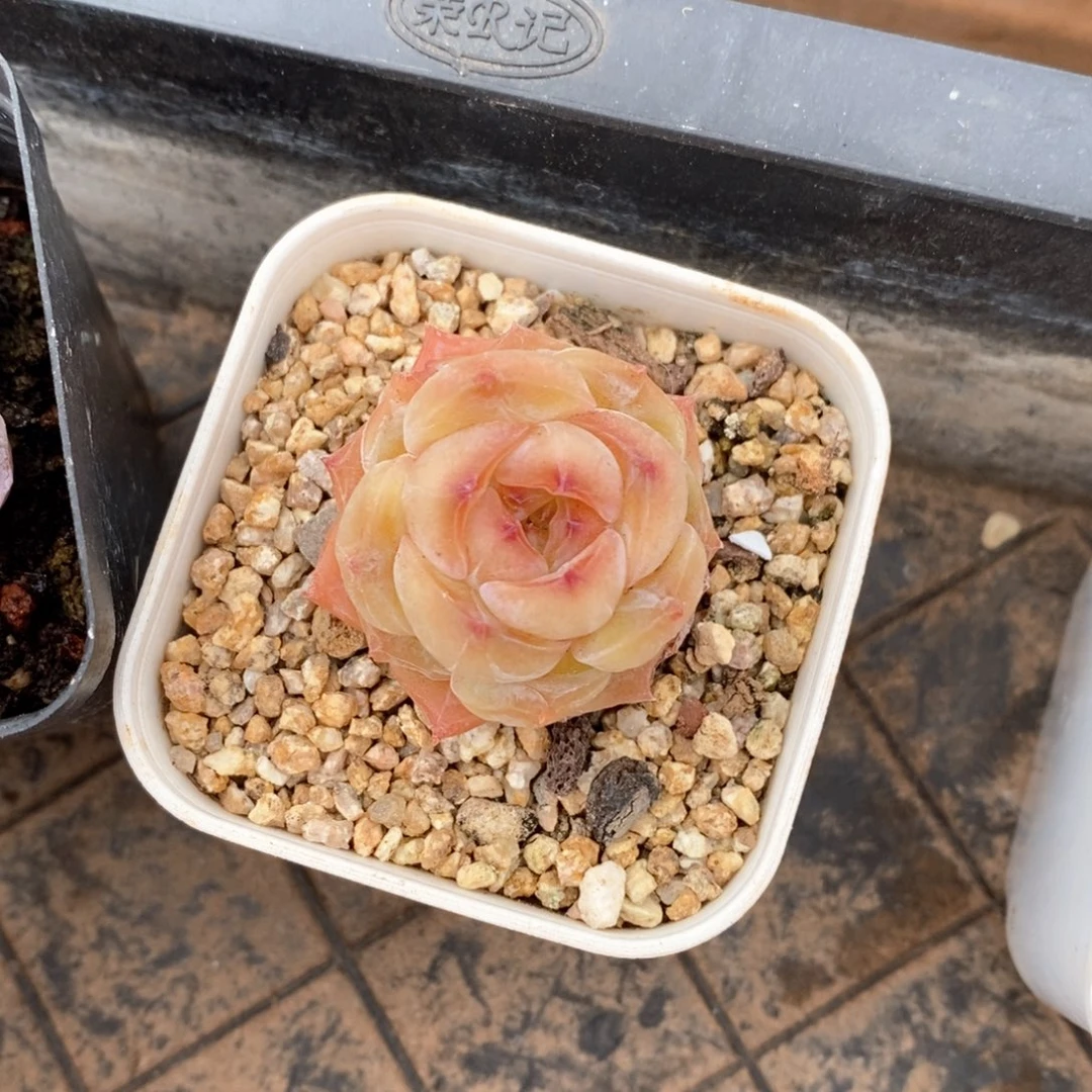 精品多肉一物一拍不包整28