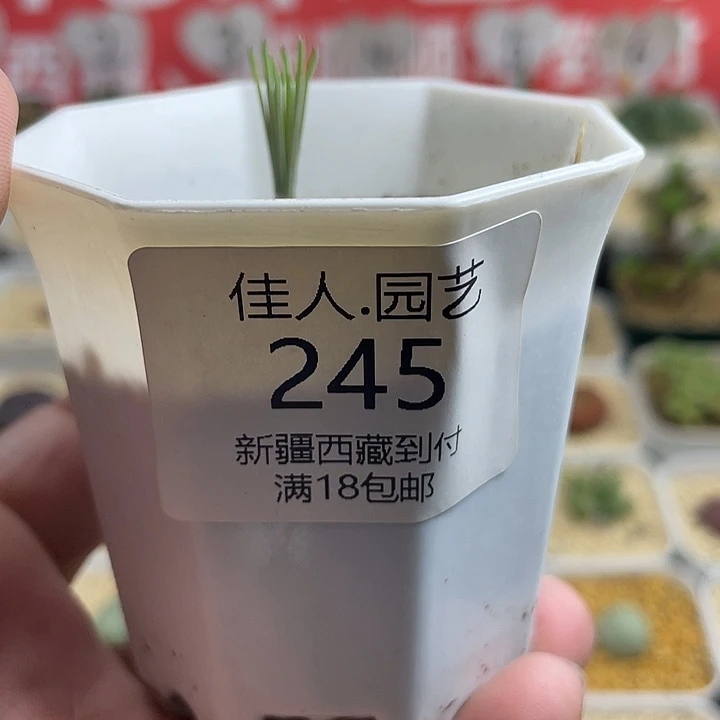 彦****家人园艺博览会245