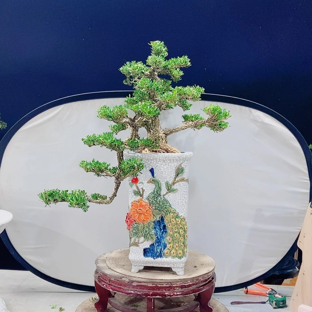 当前无花朵，栽培后可花朵