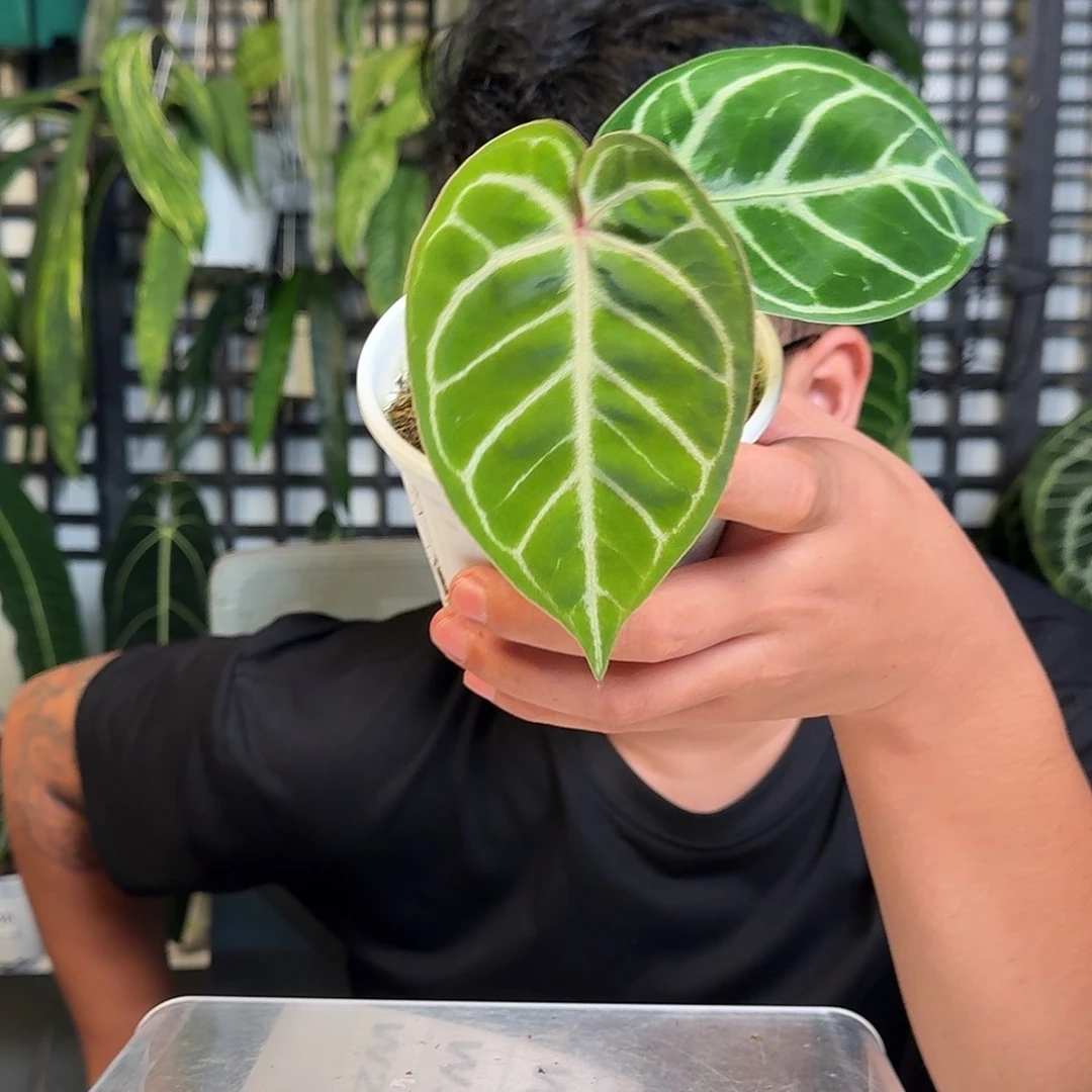 无花朵一物一拍W 28