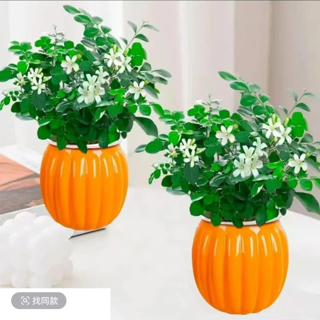 【买一发2盆】九里香驱蚊浪漫七夕植物观叶花卉绿植办公室开花飘香