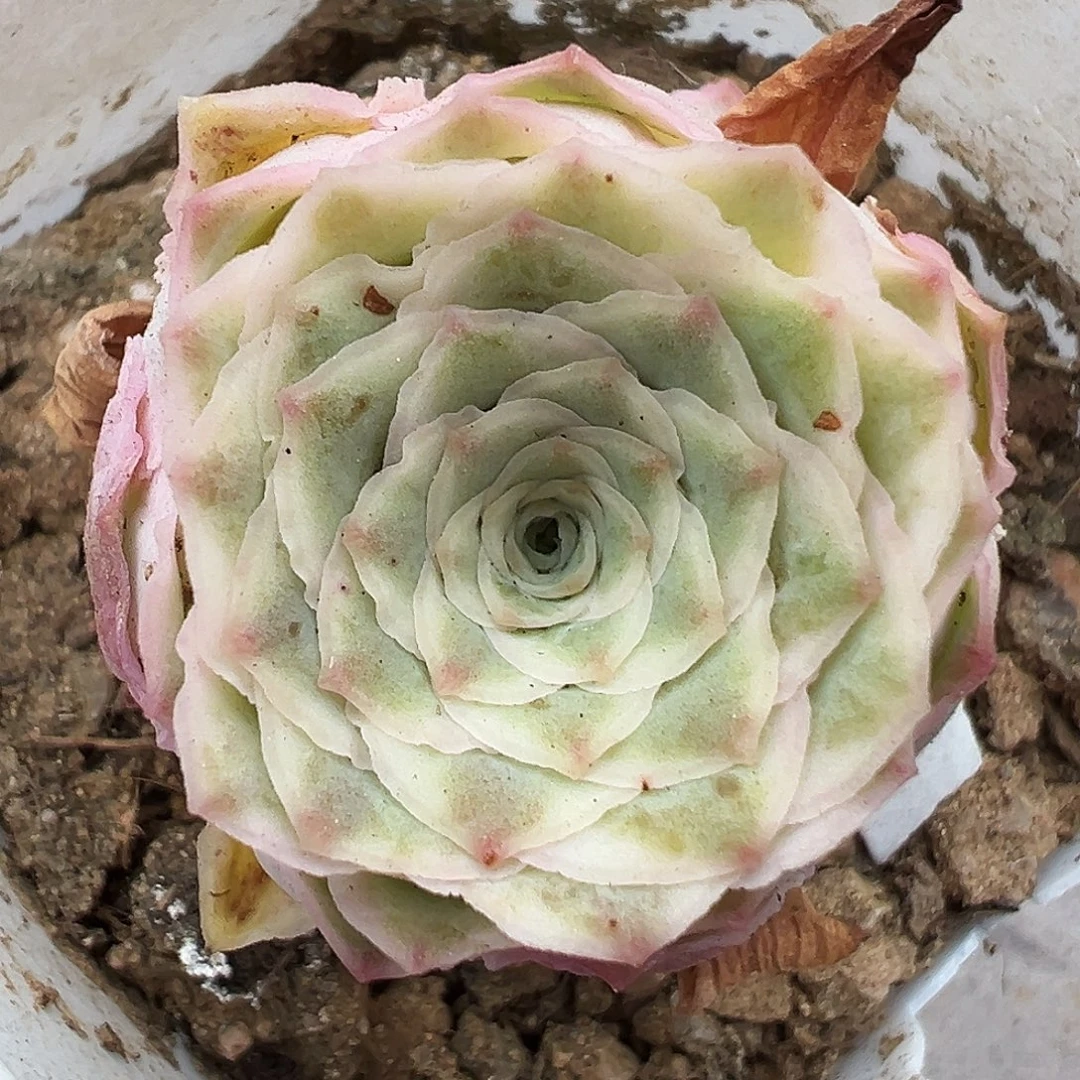 山地玫瑰锦秋夕7月31日