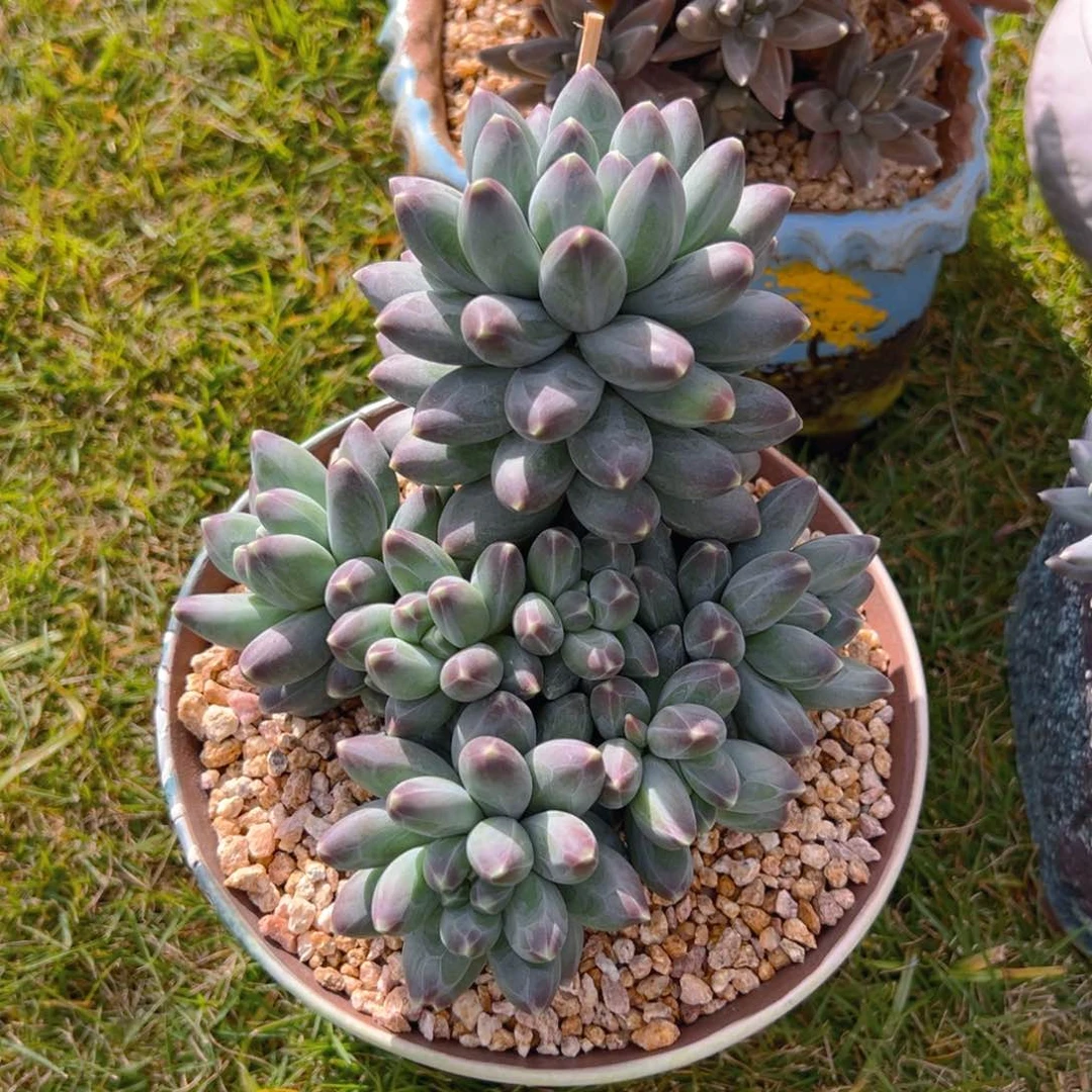 Dan小姐姐发货。美肉。