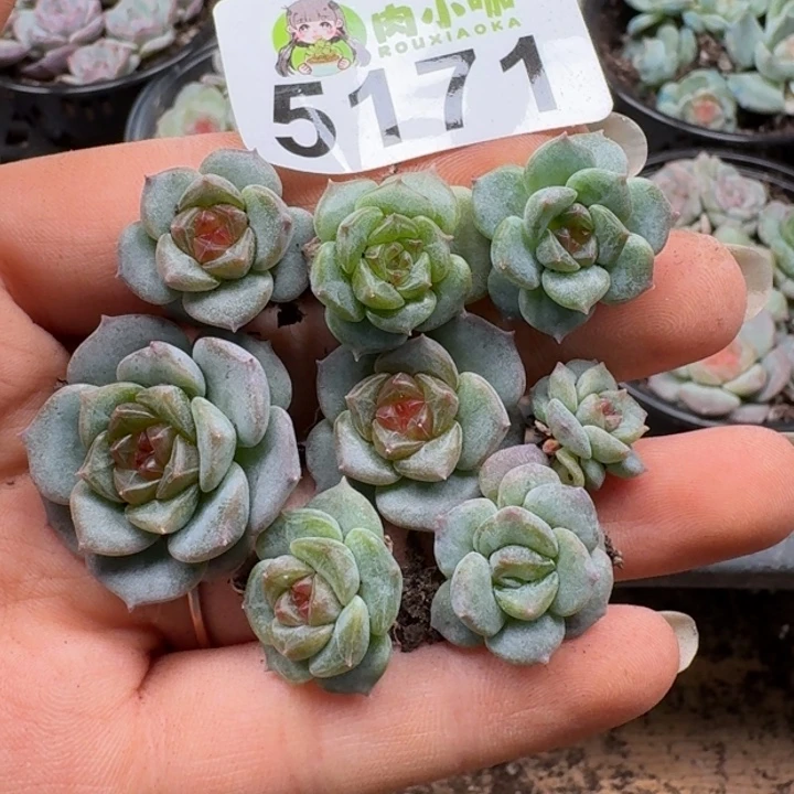 多肉植物多肉植物