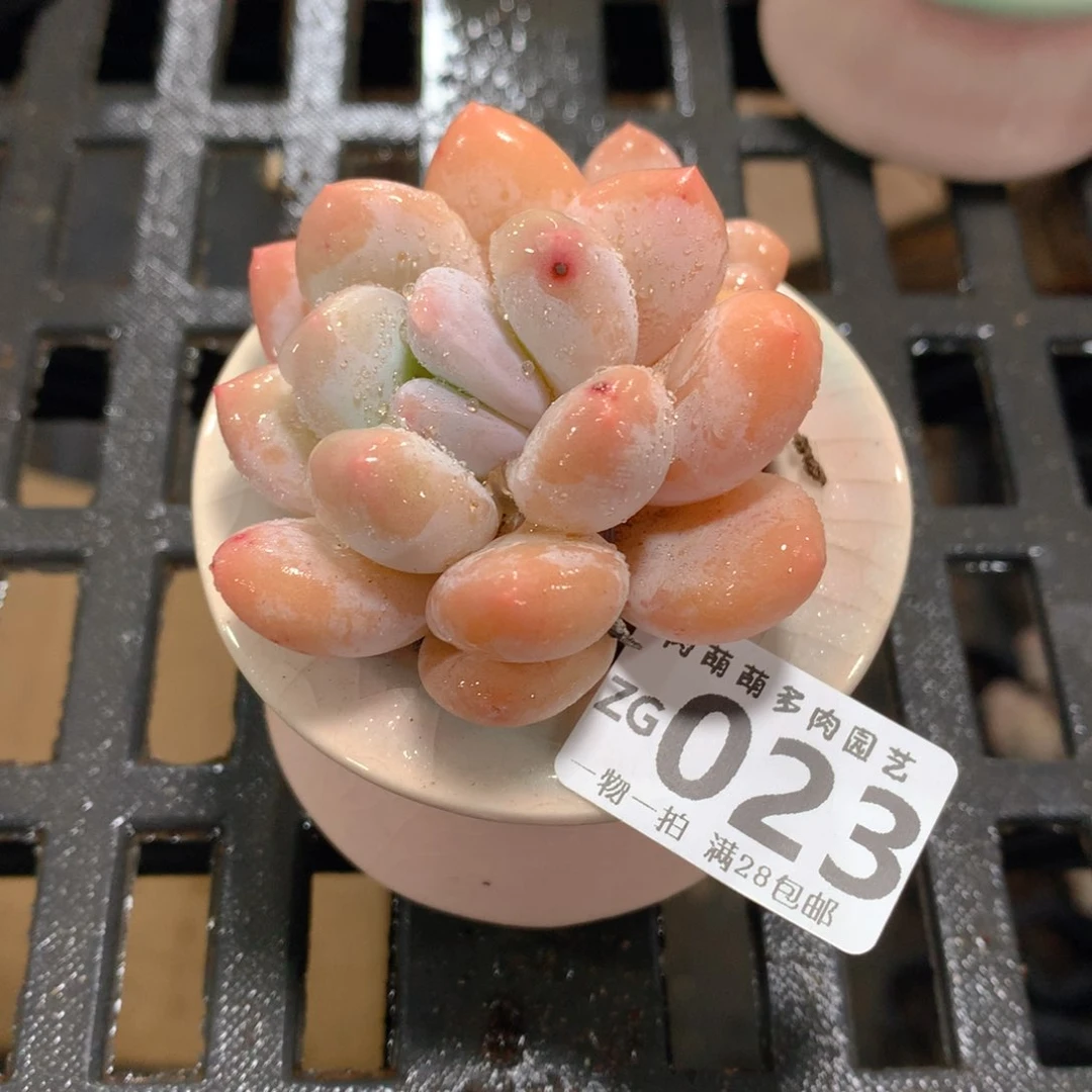 肉萌萌拇指盆精控多肉ZG023