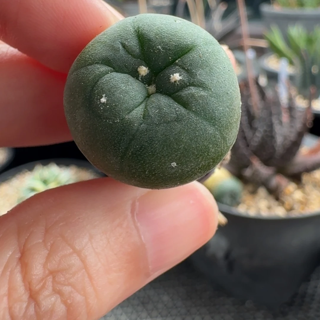 都**人222实生红花迷你乌