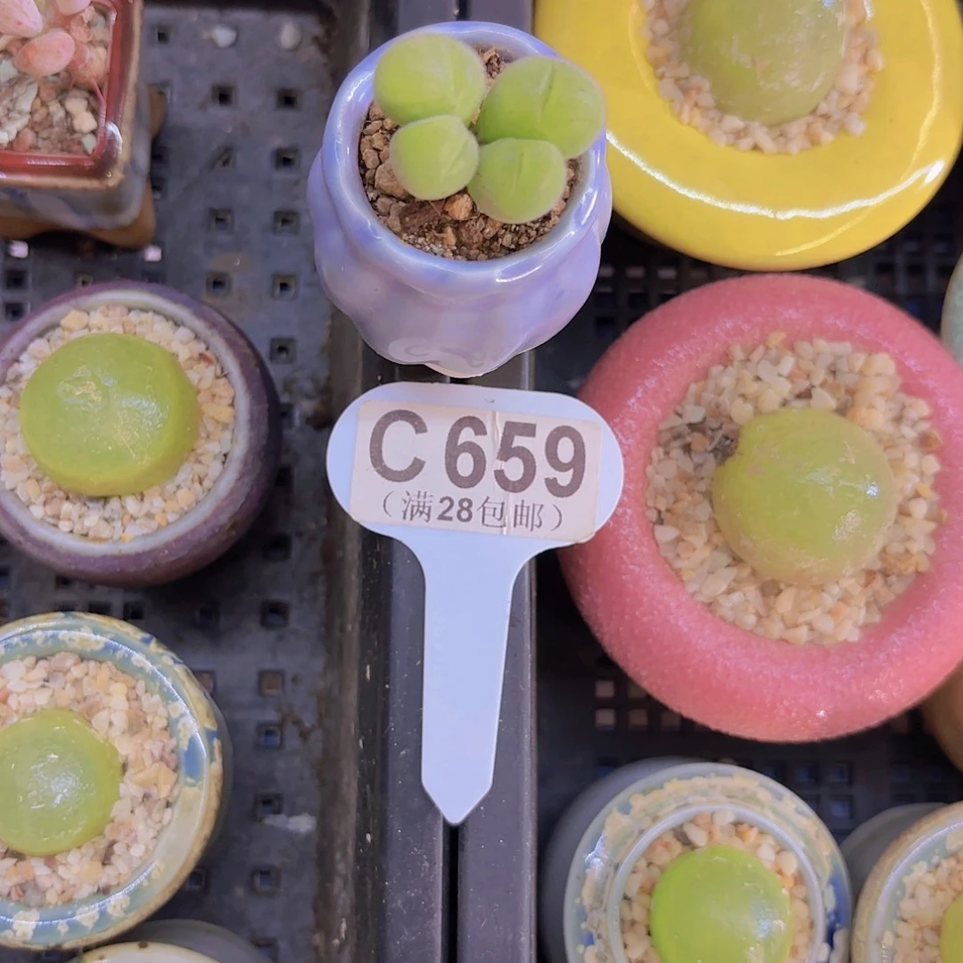 C659场毛毛翠堤一物一拍