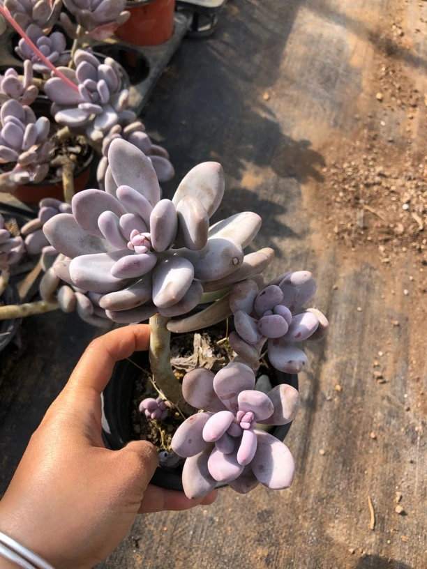 多头桃美人多肉植物   全场满12.9包邮不满到付