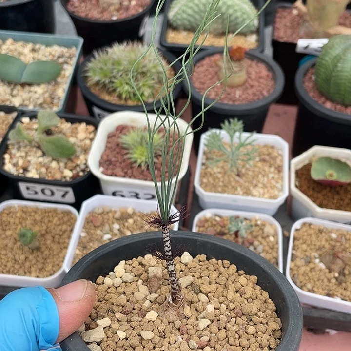 410产地Gv豹纹弹簧草