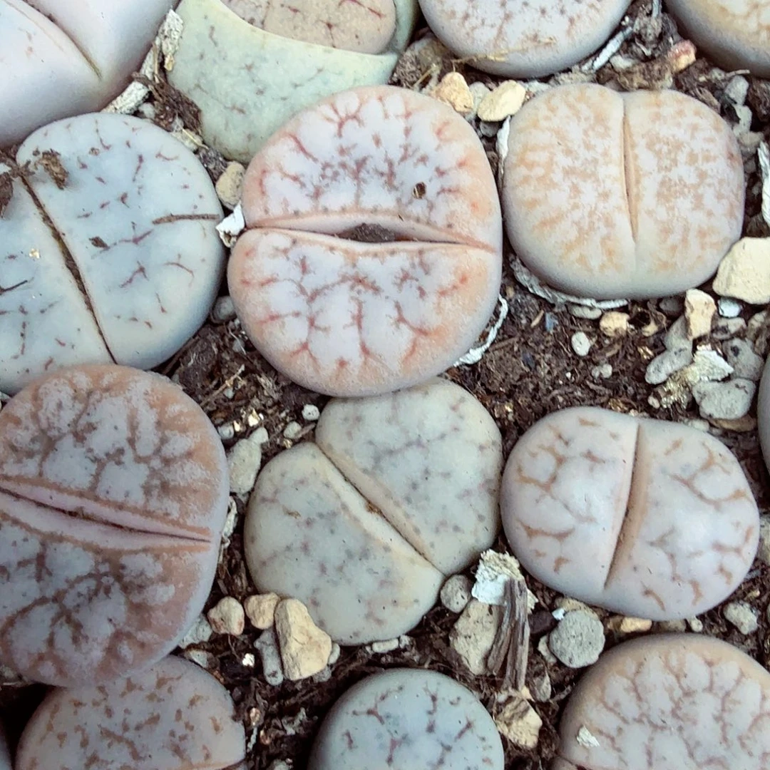 瑾***瑾哈哈哈你真的会有这种魔力460你