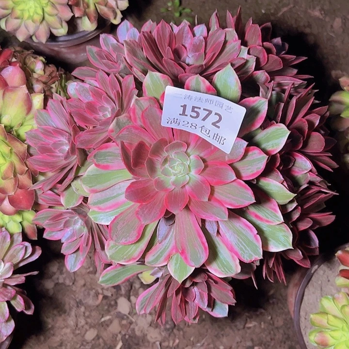 1572浣纱多肉老桩2号